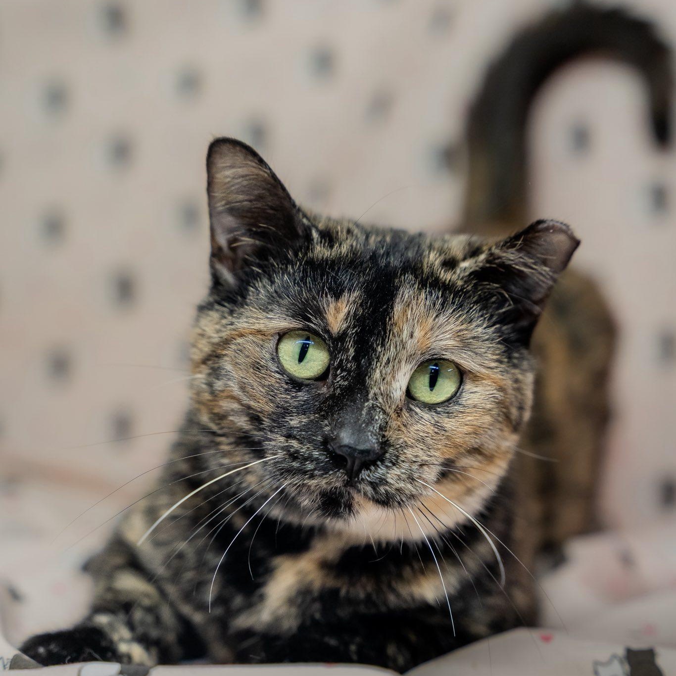 Koshka, ADOPTABLE, Kitten Female Tortoiseshell.