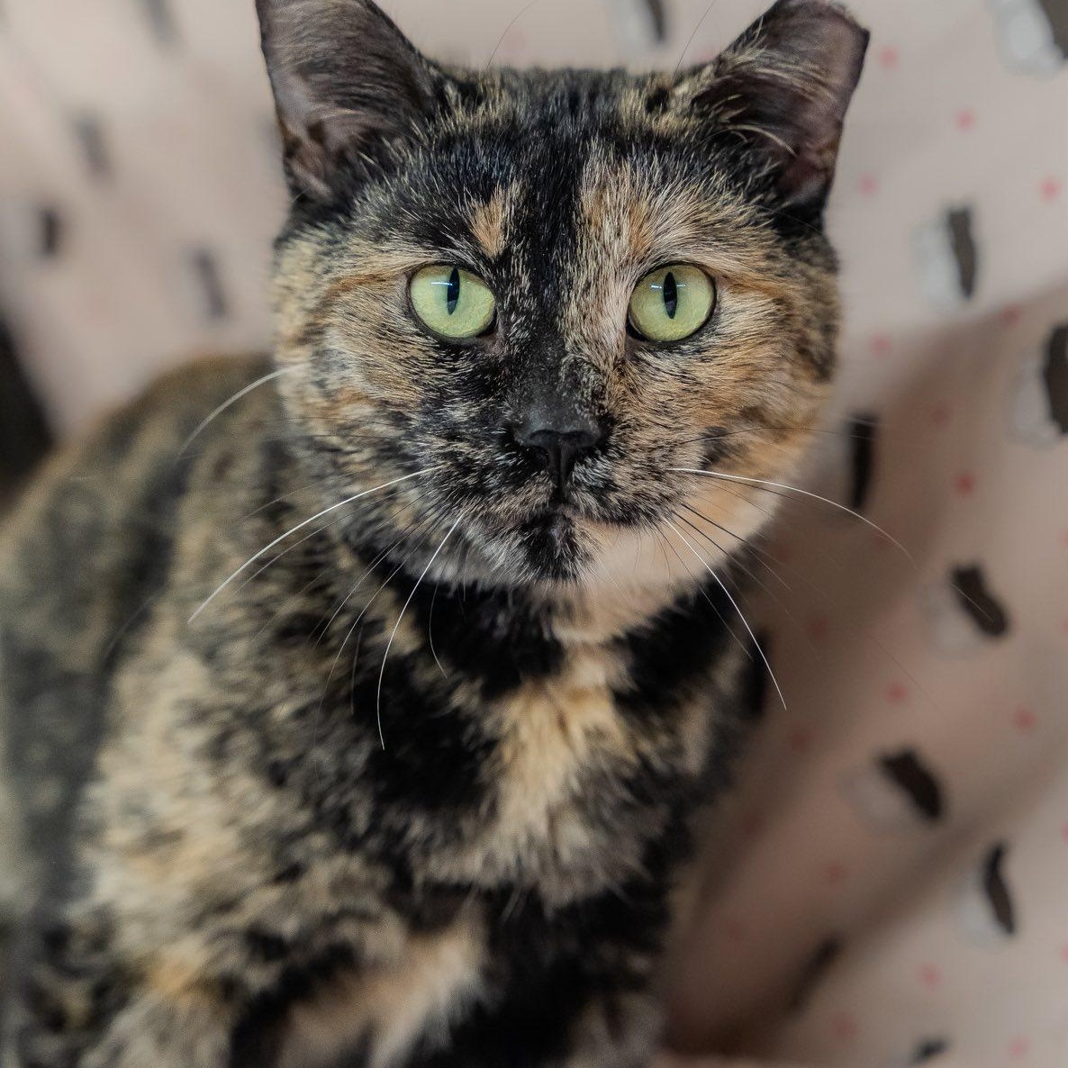 Koshka, a ADOPTABLE Tortoiseshell in Alexandria, IN image 2/6