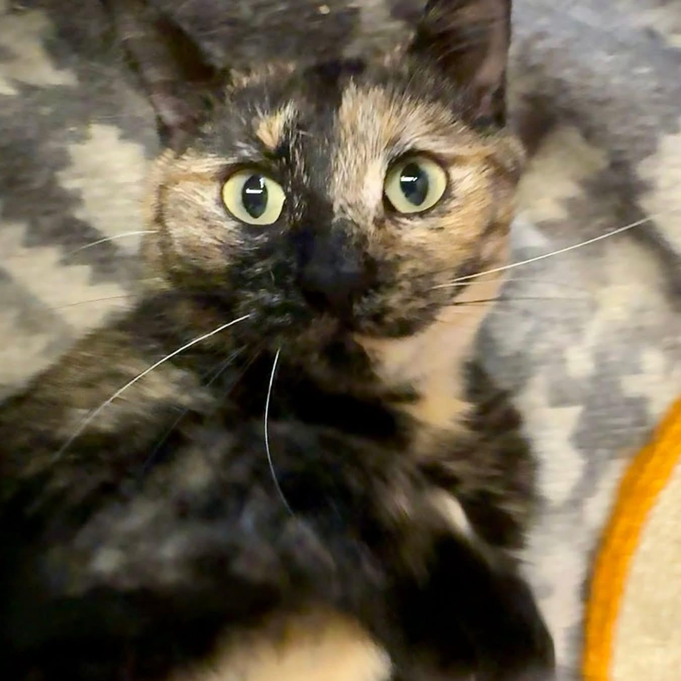Koshka, a ADOPTABLE Tortoiseshell in Alexandria, IN image 4/6