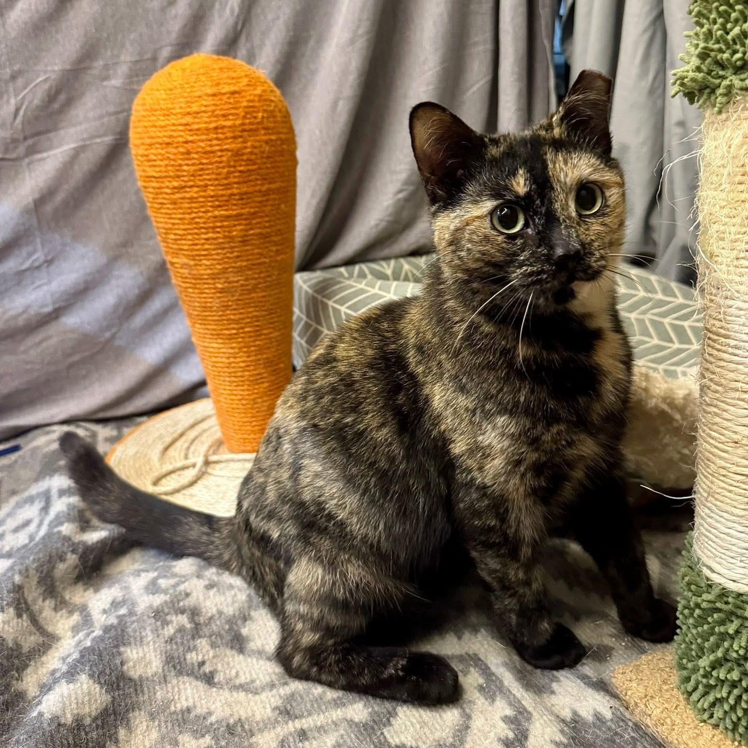 Koshka, a ADOPTABLE Tortoiseshell in Alexandria, IN image 5/6