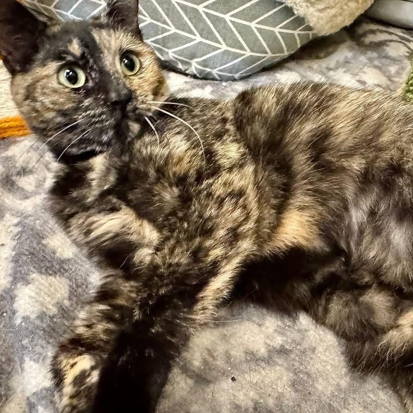 Koshka, a ADOPTABLE Tortoiseshell in Alexandria, IN image 3/6