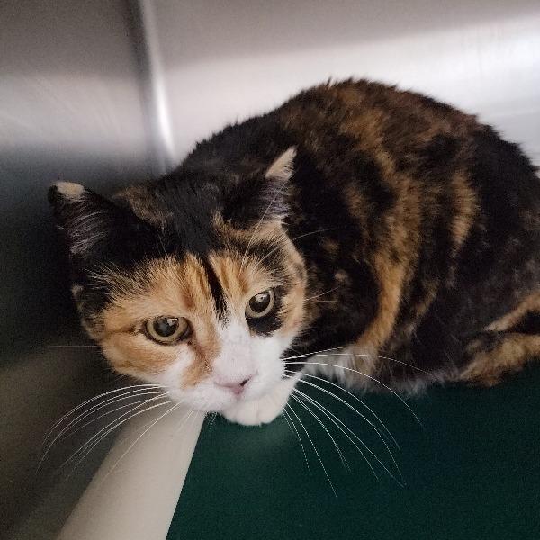 Monet, Adoptable, Adult Female Domestic Short Hair.