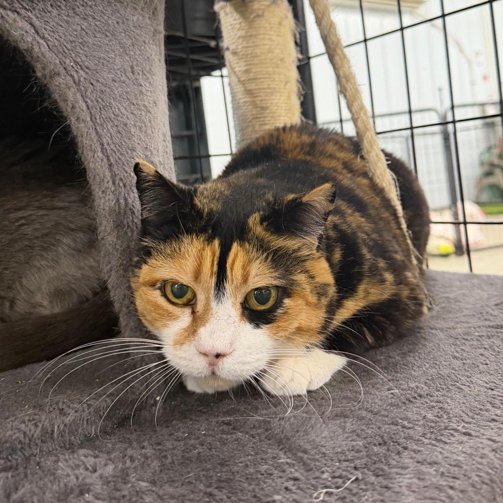 Enlarge Monet, a Adoptable Domestic Short Hair in Spanish Fork, UT image 2/2