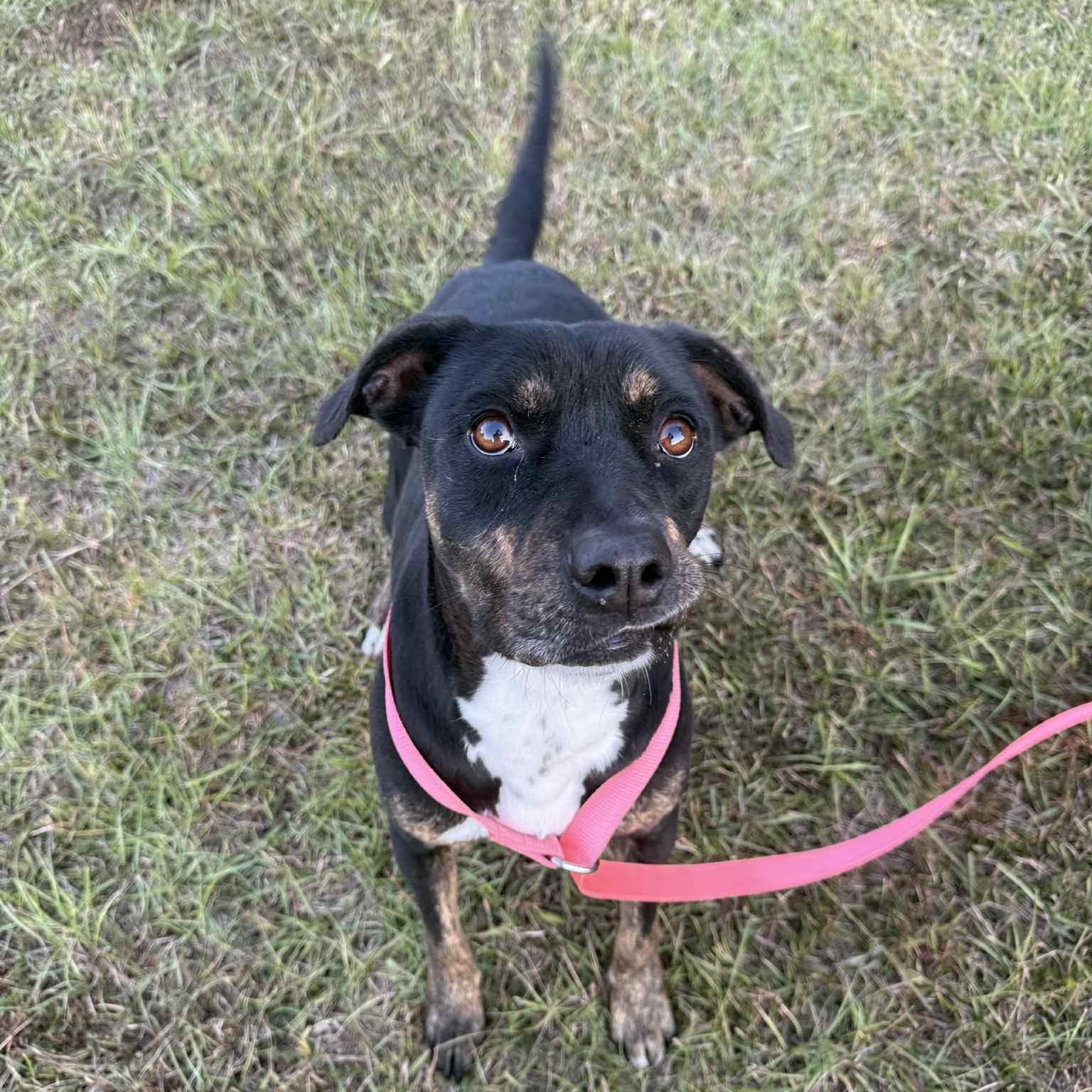 Mirabelle, a Adoptable mixed breed in Brewton, AL image 1/6