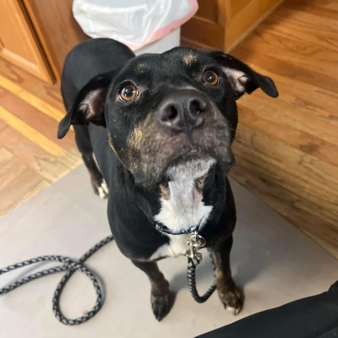 Mirabelle, a Adoptable mixed breed in Brewton, AL image 3/6