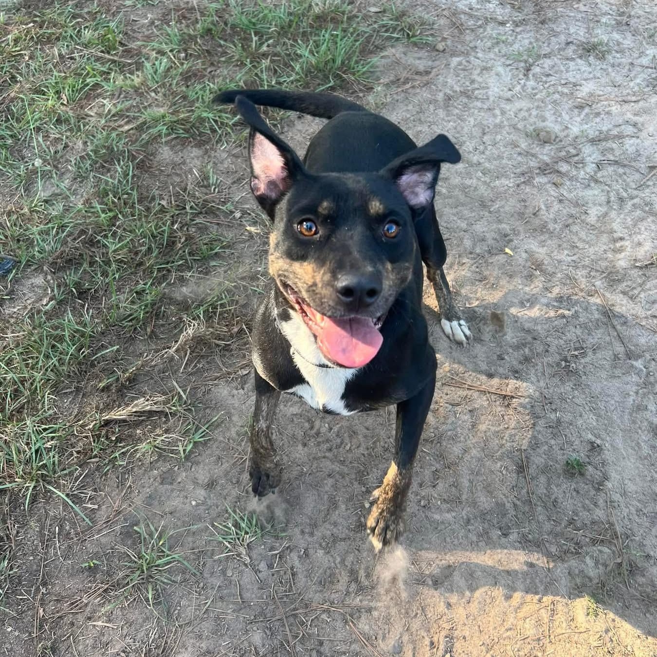 Mirabelle, a Adoptable mixed breed in Brewton, AL image 4/6