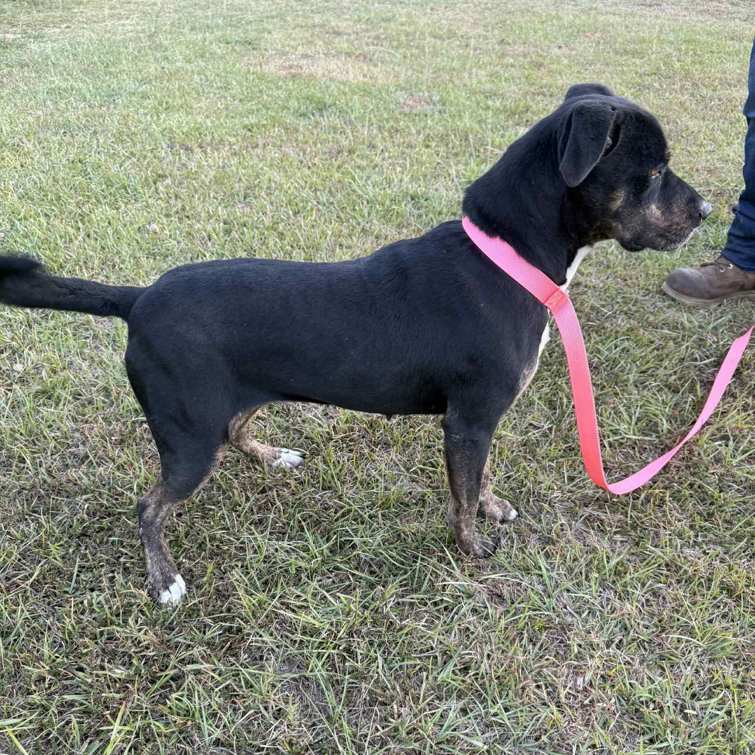 Mirabelle, a Adoptable mixed breed in Brewton, AL image 5/6