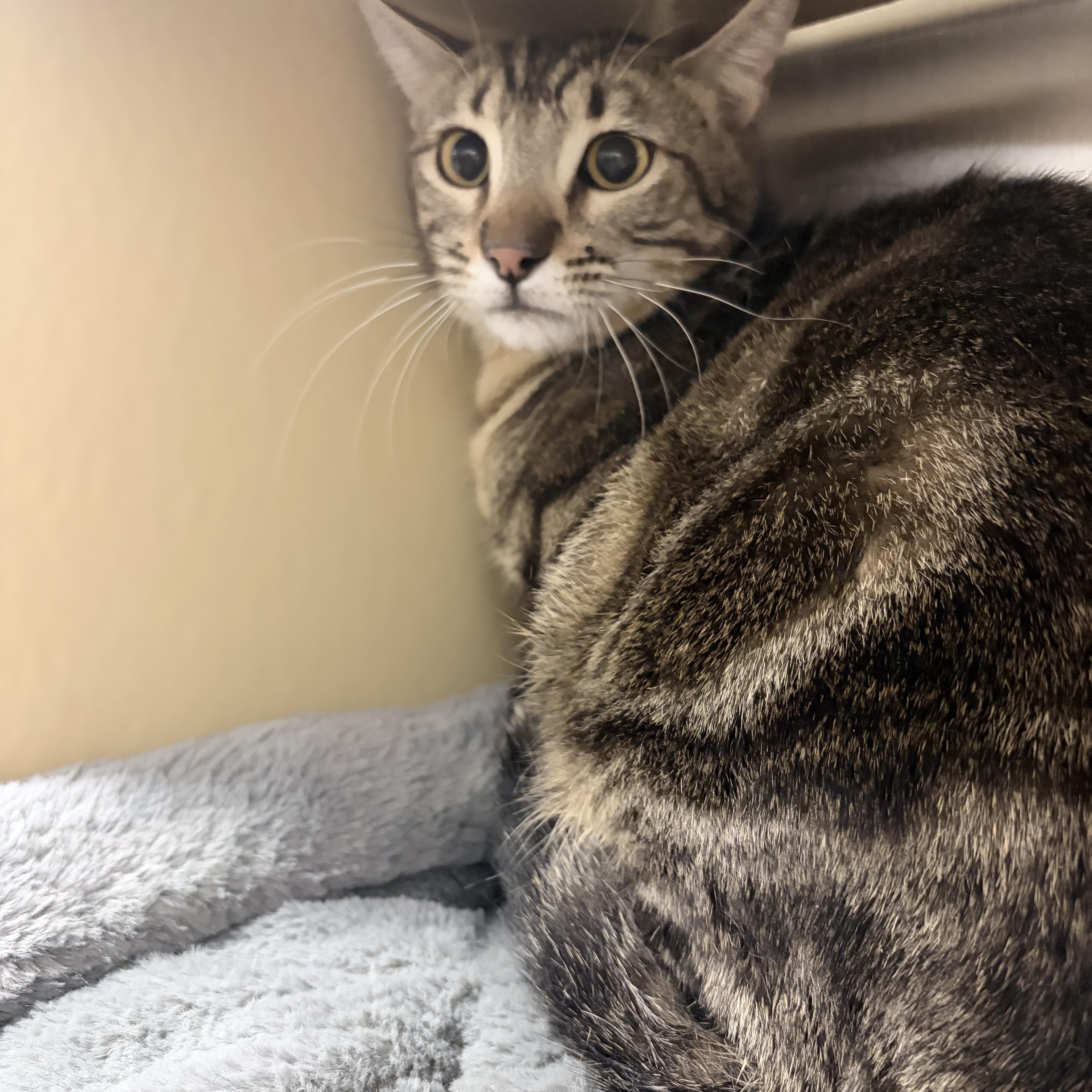 Lighthouse, ADOPTABLE, Young Male Domestic Short Hair.