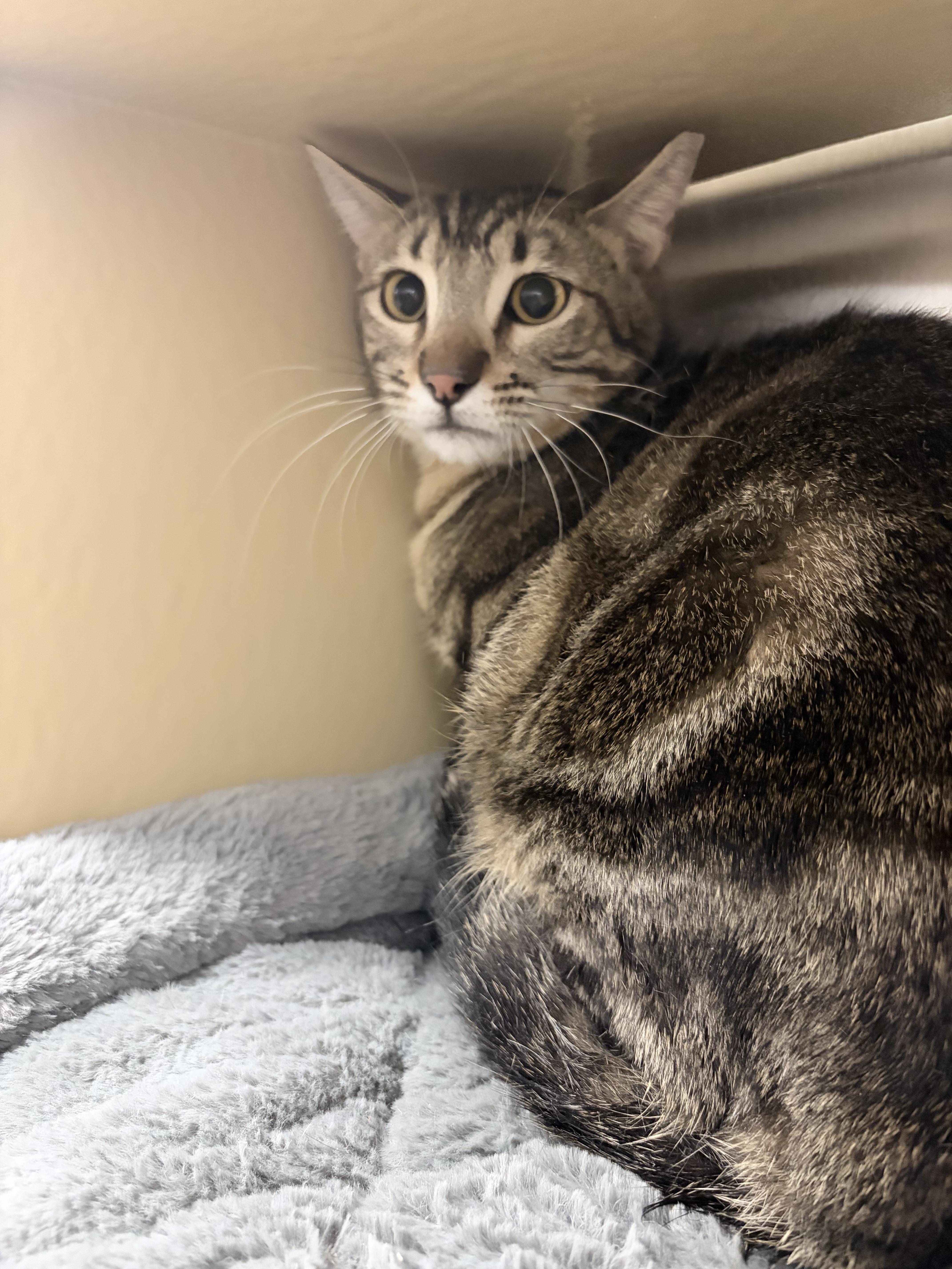 Enlarge Lighthouse, a ADOPTABLE Domestic Short Hair in Chandler, AZ image 2/2