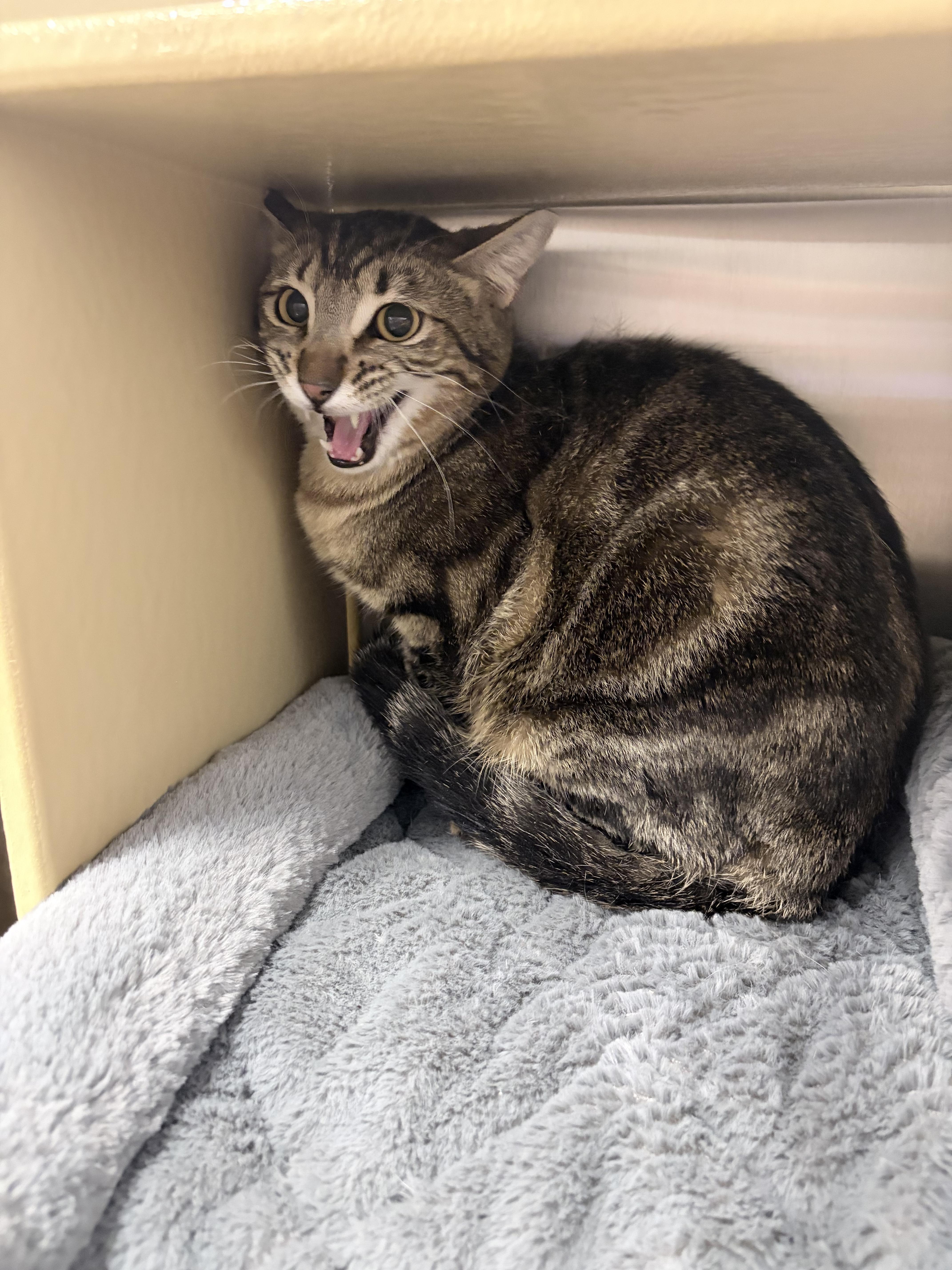 Lighthouse, ADOPTABLE, Young Male Domestic Short Hair.