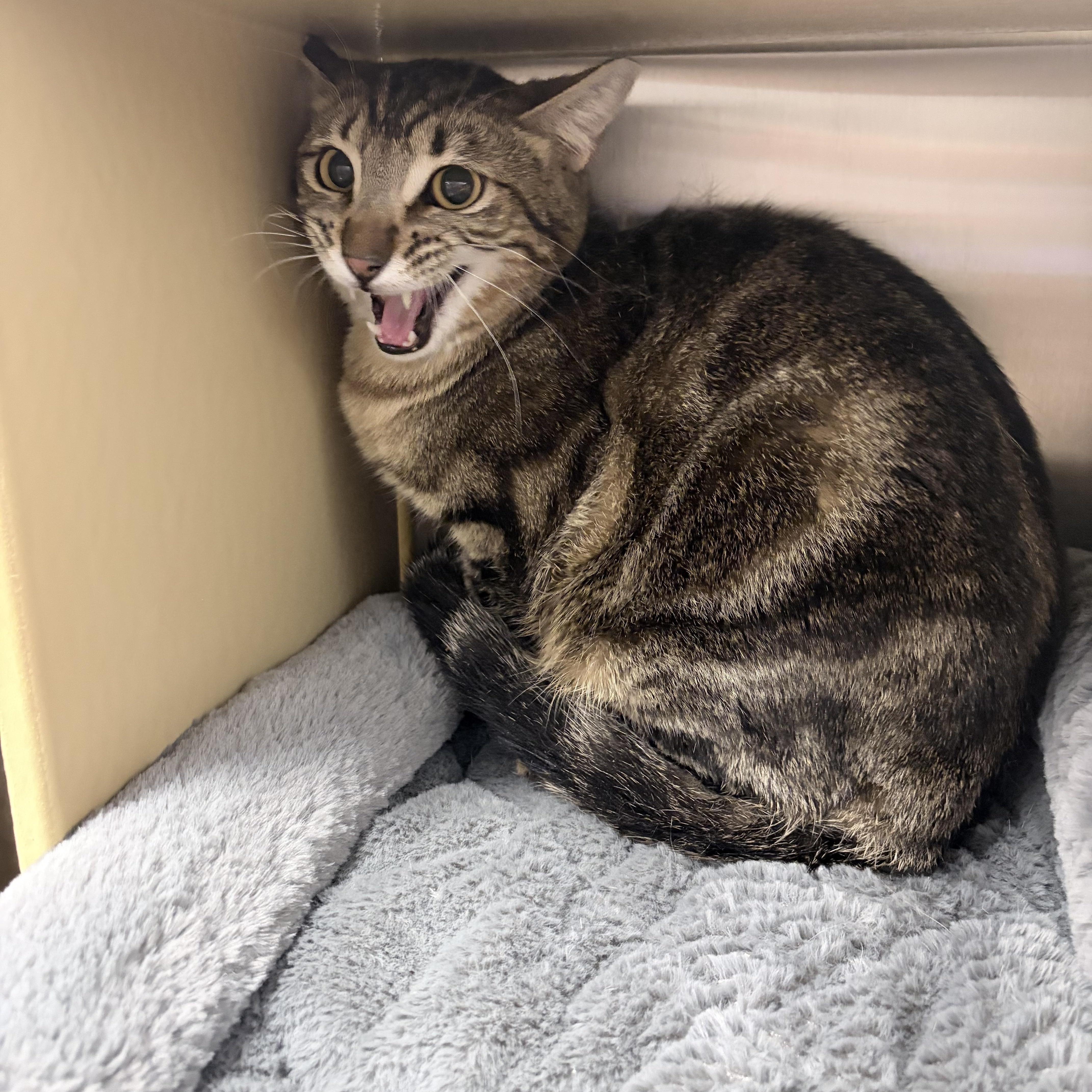 Enlarge Lighthouse, a ADOPTABLE Domestic Short Hair in Chandler, AZ image 2/2