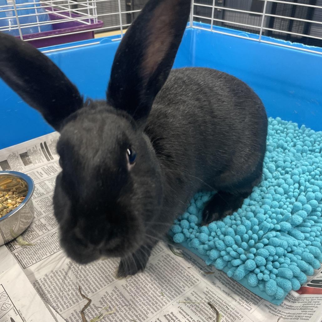 Pisces, Adoptable, Young Male American.
