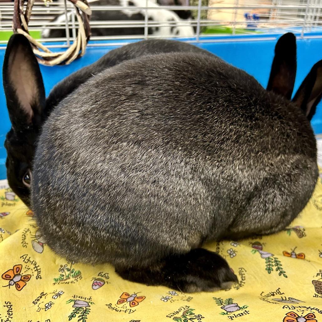 Pisces, a Adoptable American in Henderson, NV image 2/3