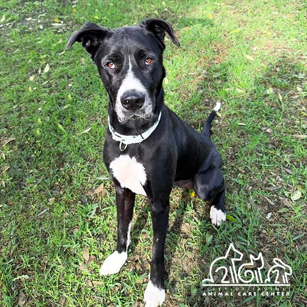 LYLA, Adoptable, Adult Female Great Dane & Mixed Breed.