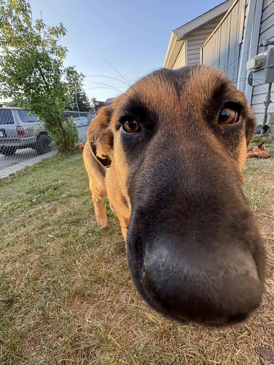 Aries, an adoptable Shepherd in Calgary, AB, T1Y 6R4 | Photo Image 3
