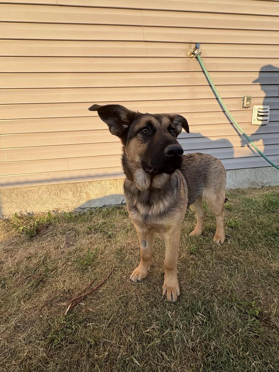 Aries, an adoptable Shepherd in Calgary, AB, T1Y 6R4 | Photo Image 2