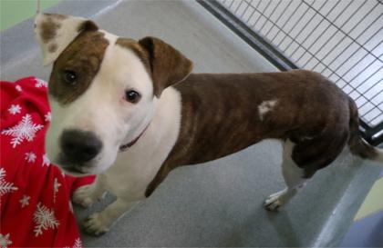 Enlarge Jolly, a Adoptable mixed breed in Longview, TX image 1/1