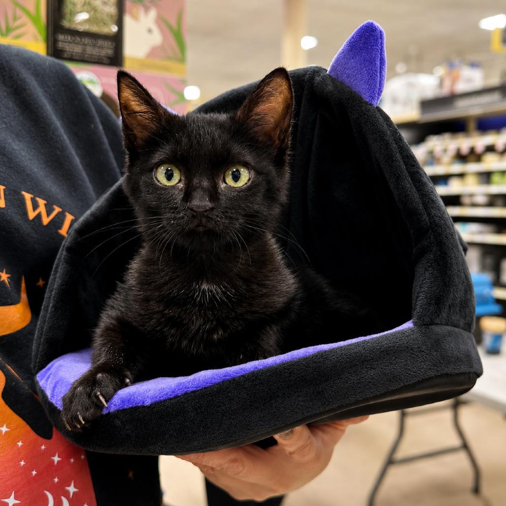 Thor, Adoptable, Adult Male Domestic Short Hair.