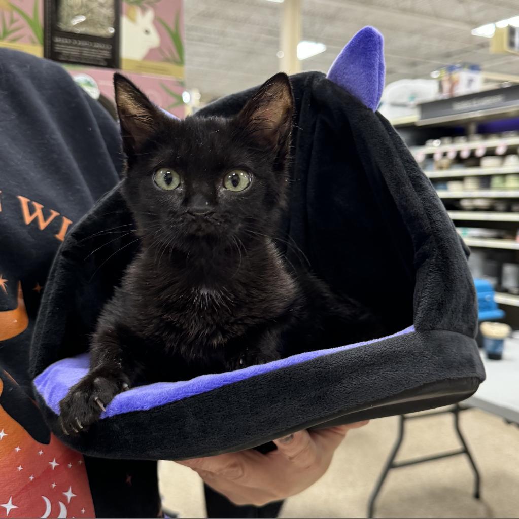 Enlarge Thor, a Adoptable Domestic Short Hair in Rochester, MN image 1/1