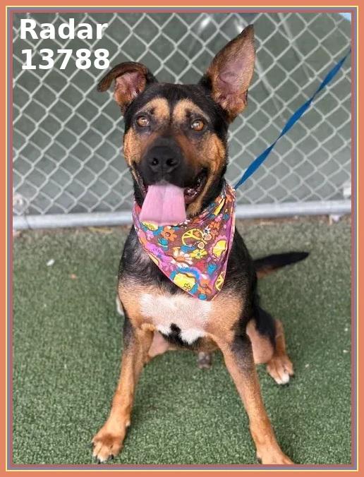 RADAR, a Adoptable mixed breed in Marietta, GA image 2/6