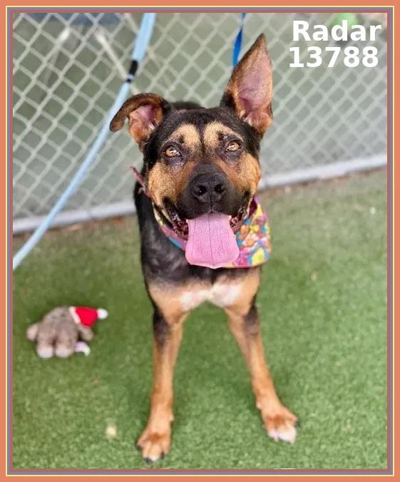 RADAR, a Adoptable mixed breed in Marietta, GA image 3/6