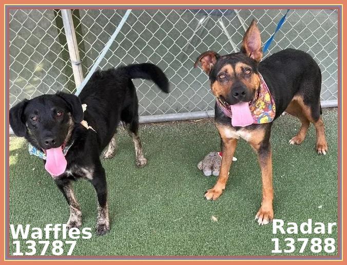 RADAR, a Adoptable mixed breed in Marietta, GA image 4/6