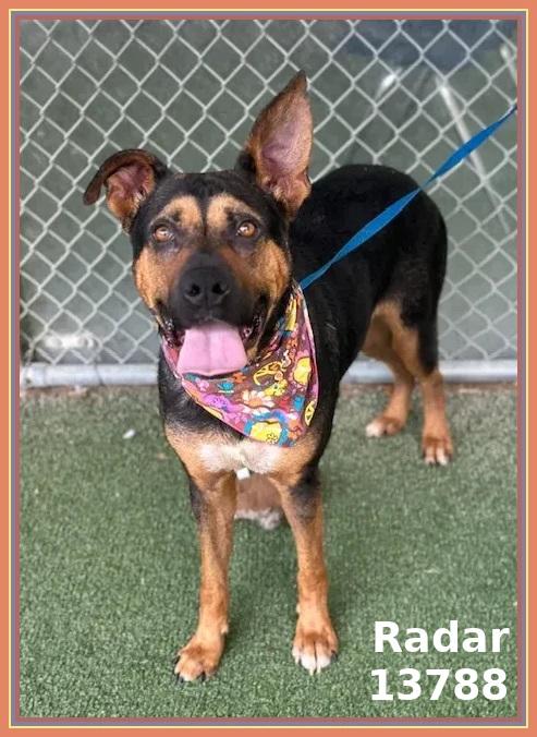 RADAR, a Adoptable mixed breed in Marietta, GA image 5/6