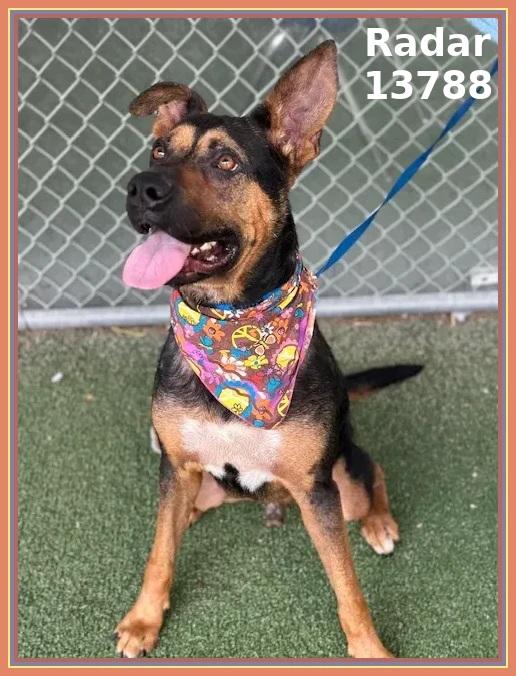 RADAR, a Adoptable mixed breed in Marietta, GA image 6/6