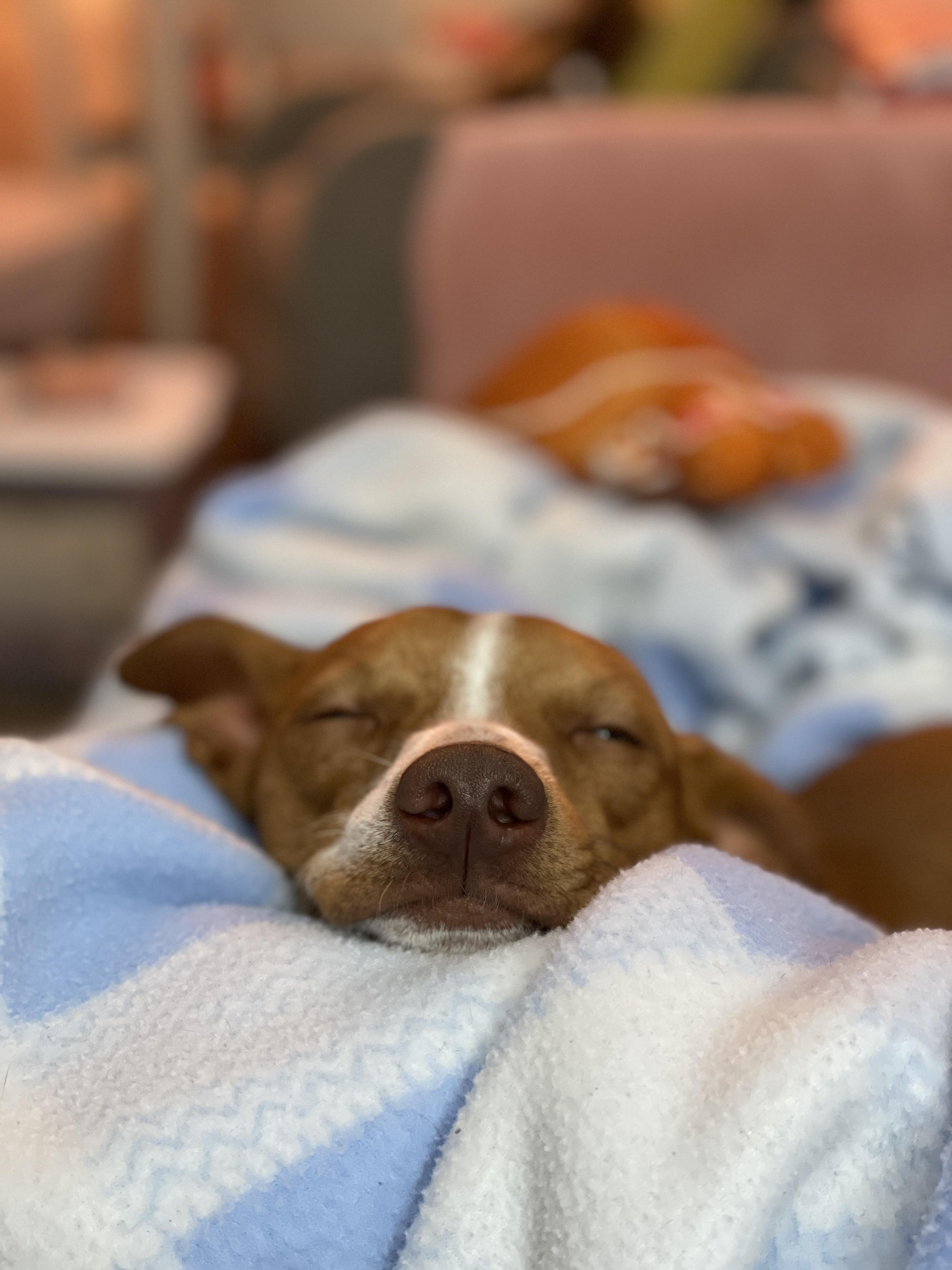 Enlarge Carmelo, an adopted mixed breed in Mount Arlington, NJ image 4/5