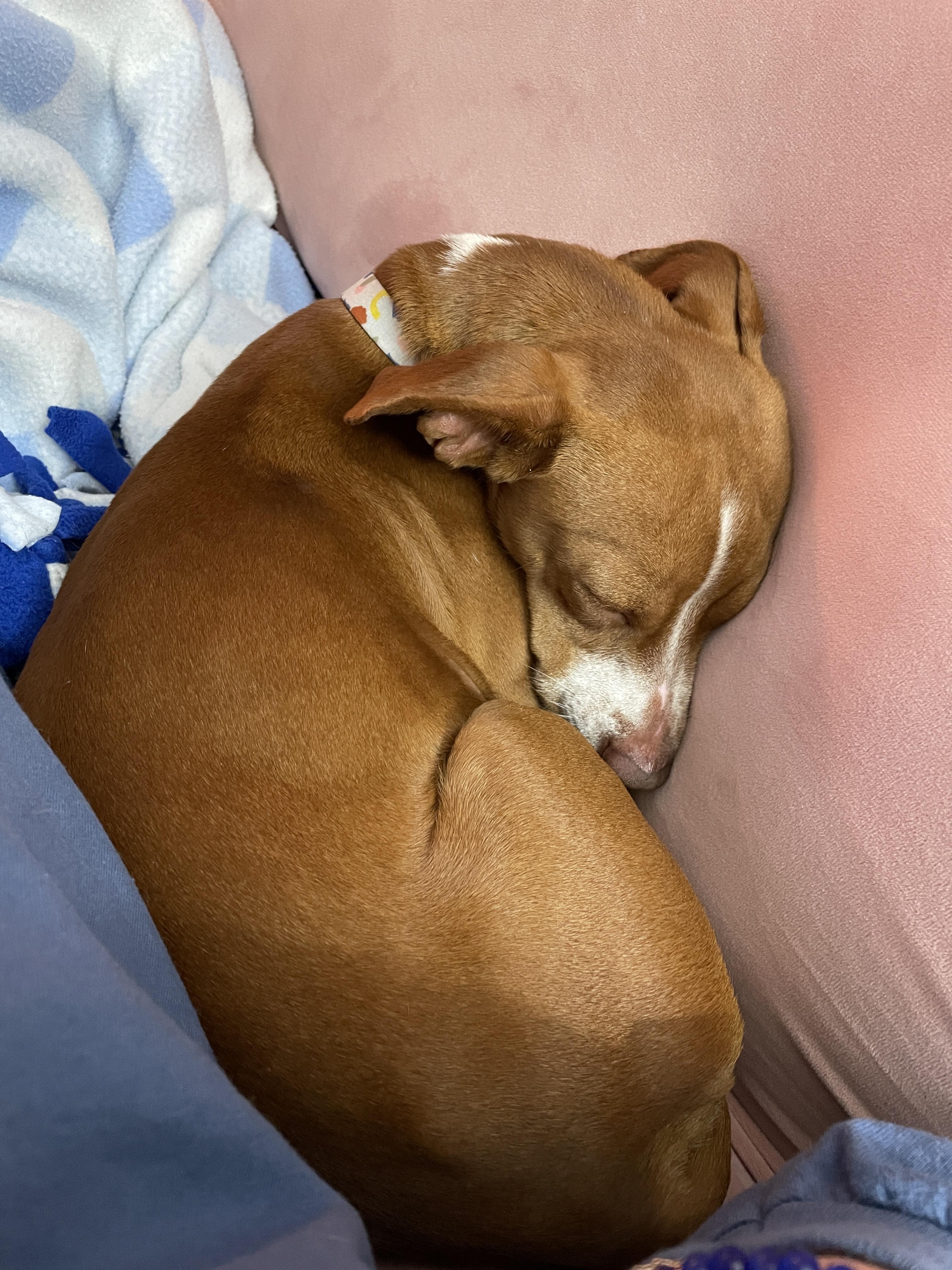 Enlarge Carmelo, an adopted mixed breed in Mount Arlington, NJ image 5/5