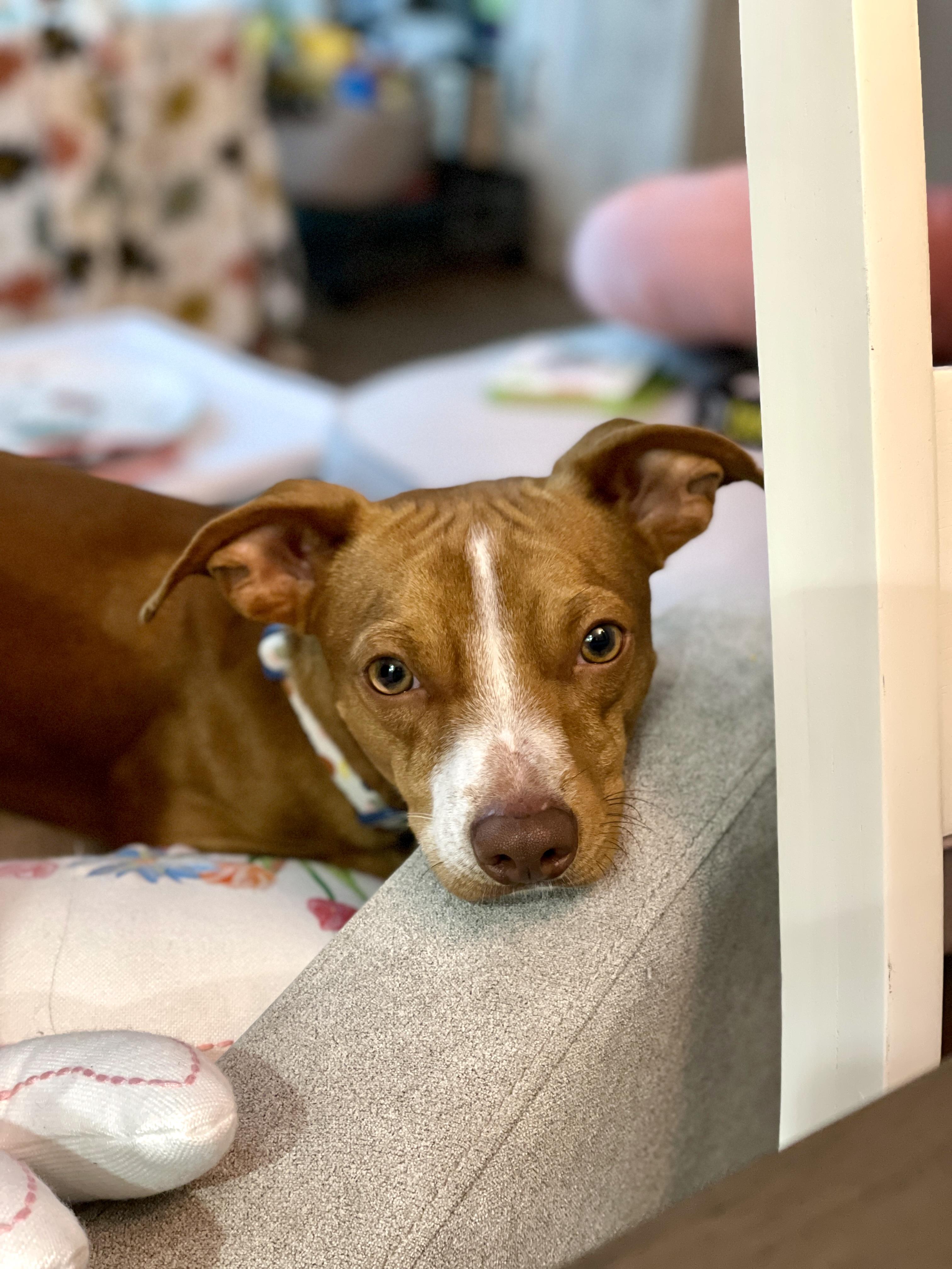 Enlarge Carmelo, an adopted mixed breed in Mount Arlington, NJ image 2/5