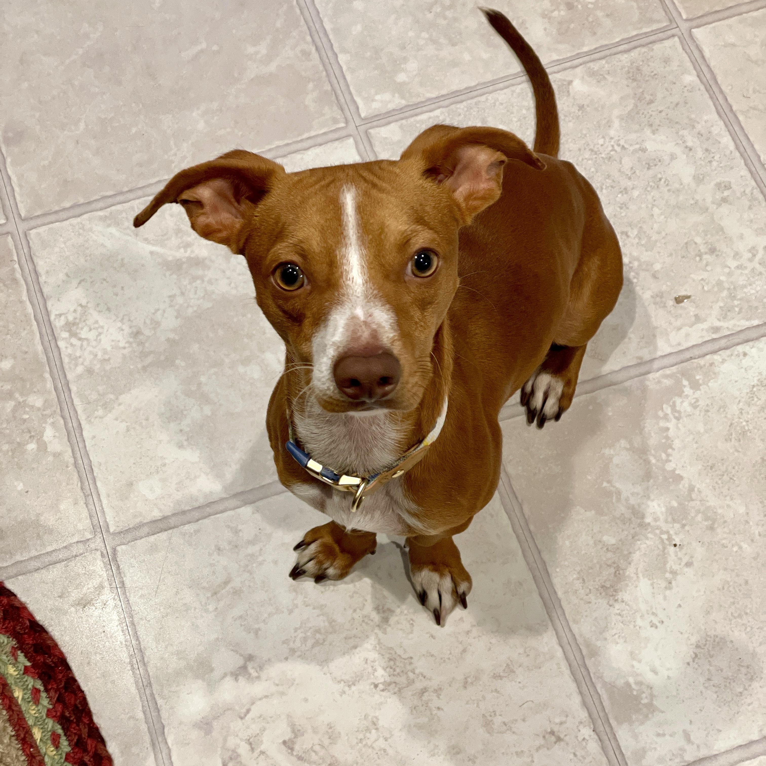 Carmelo, adopted, Young Male Chihuahua & Dachshund.