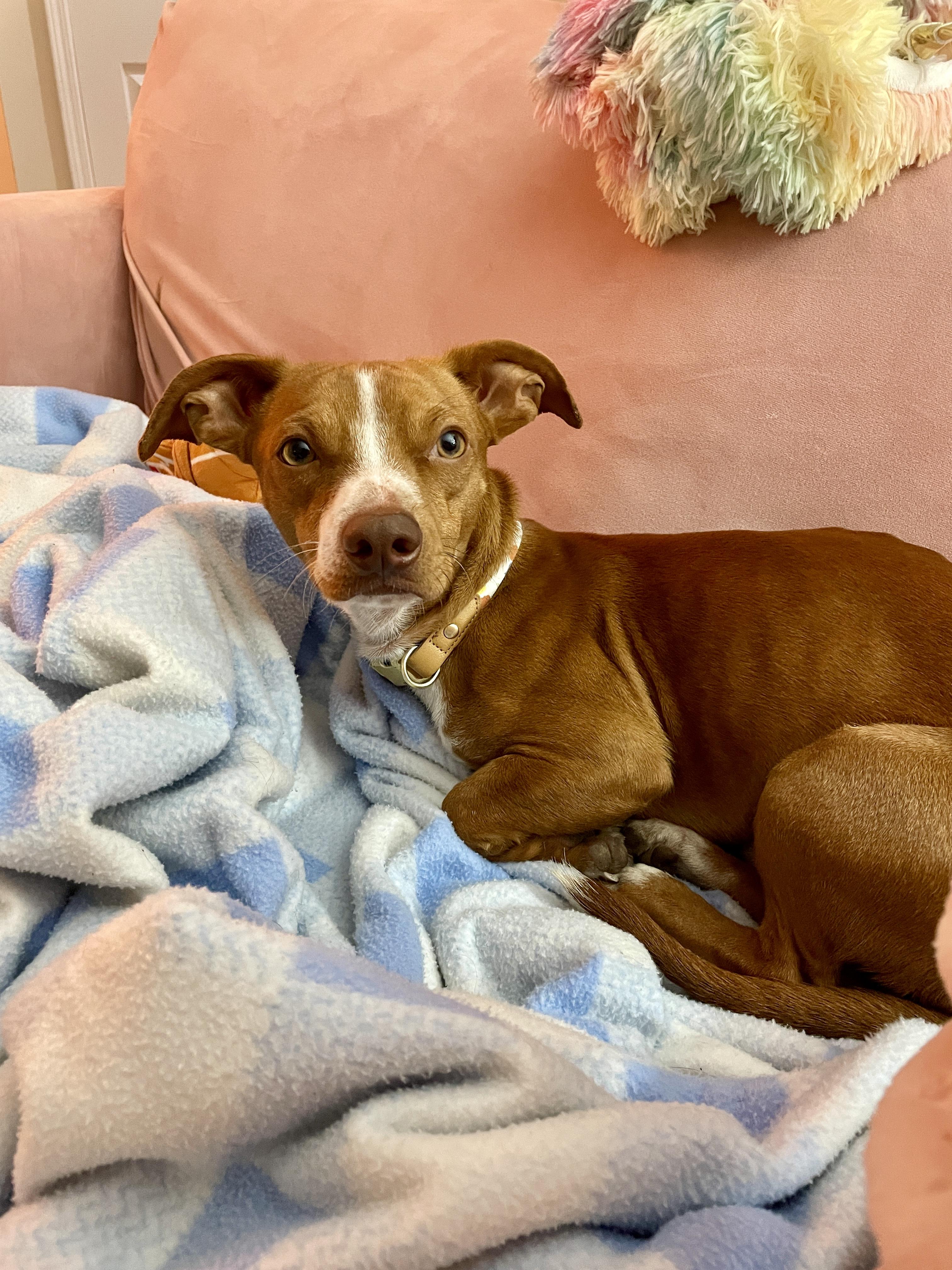 Enlarge Carmelo, an adopted mixed breed in Mount Arlington, NJ image 3/5