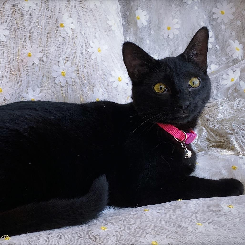 Elvira, Adoptable, Young Female Domestic Short Hair.