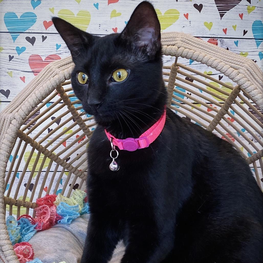 Elvira, a Adoptable Domestic Short Hair in Huntsville, AL image 2/6