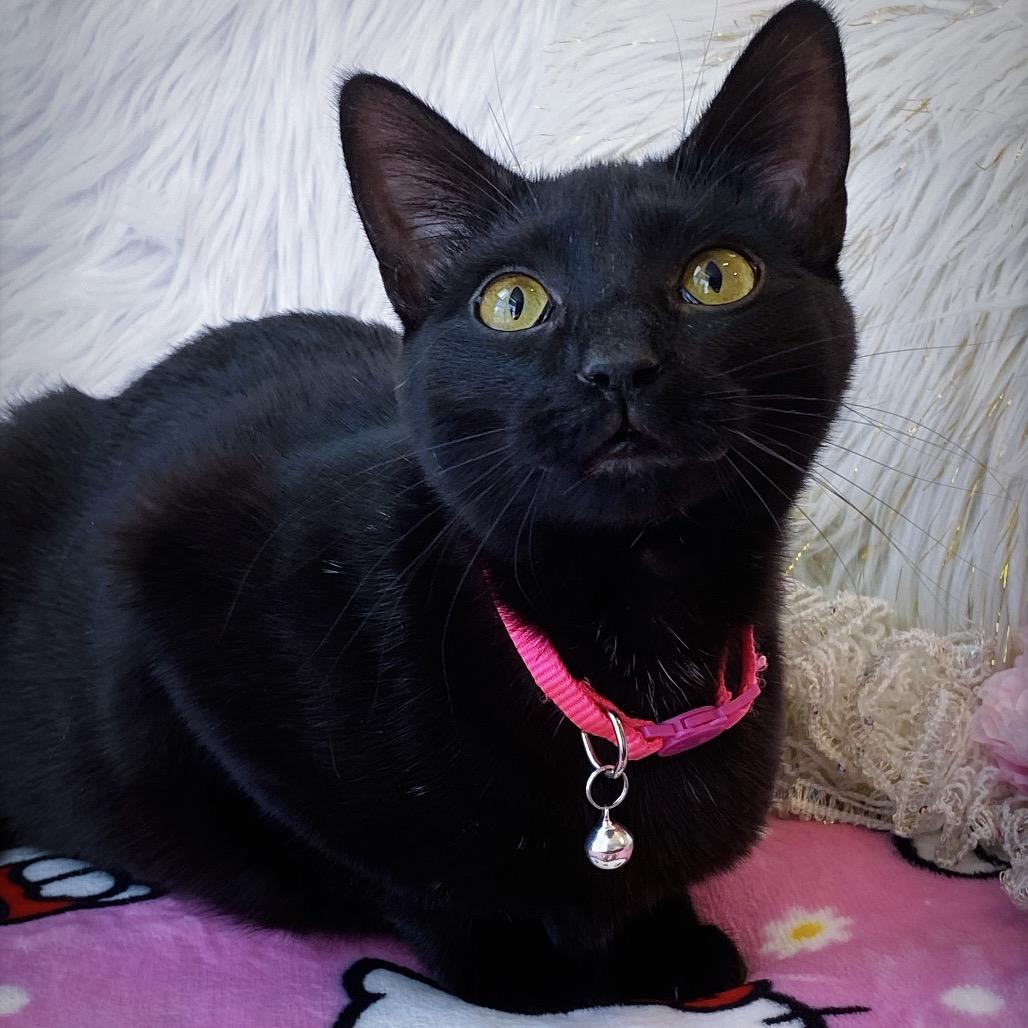 Elvira, a Adoptable Domestic Short Hair in Huntsville, AL image 3/6