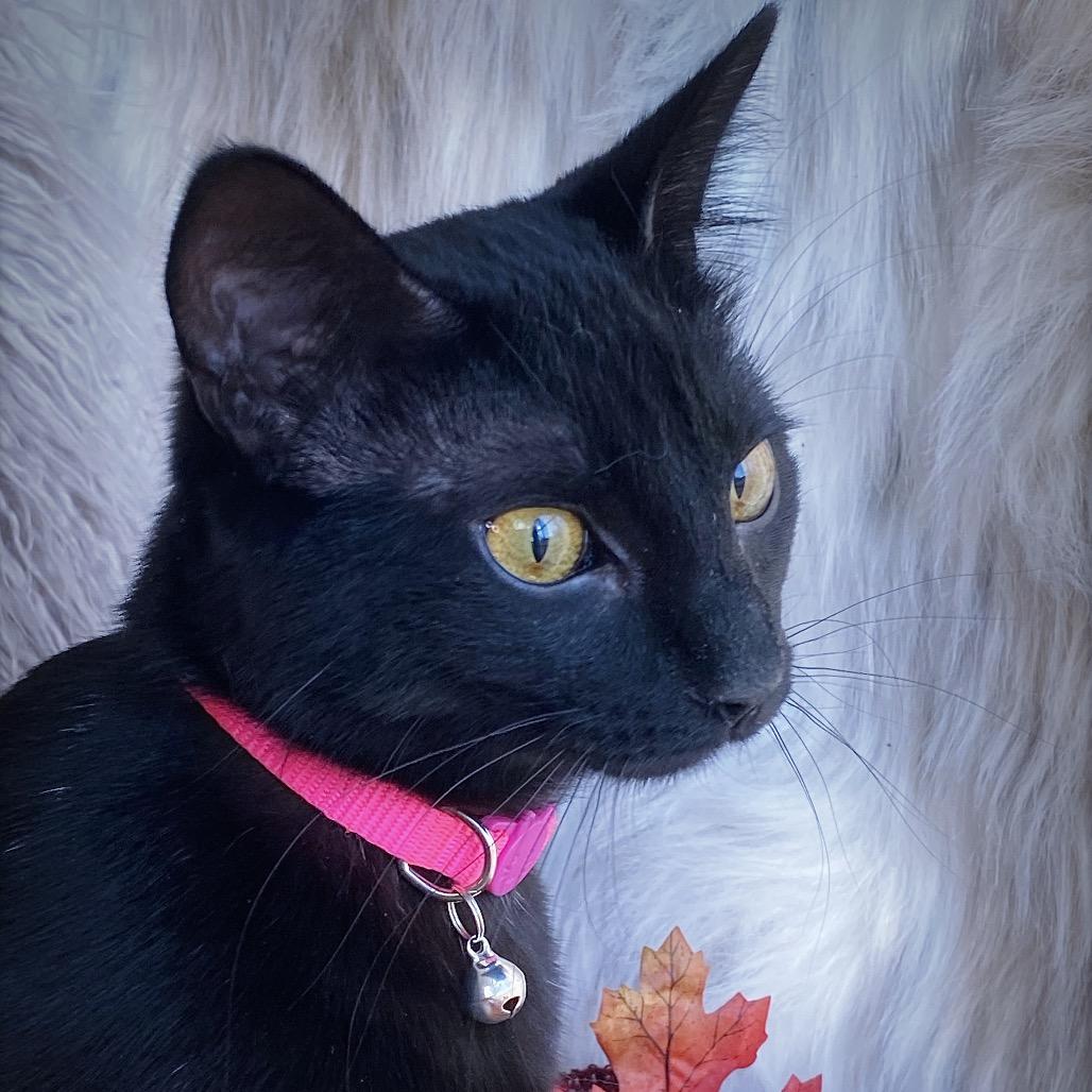 Elvira, a Adoptable Domestic Short Hair in Huntsville, AL image 4/6