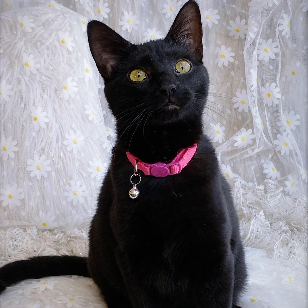 Elvira, a Adoptable Domestic Short Hair in Huntsville, AL image 5/6