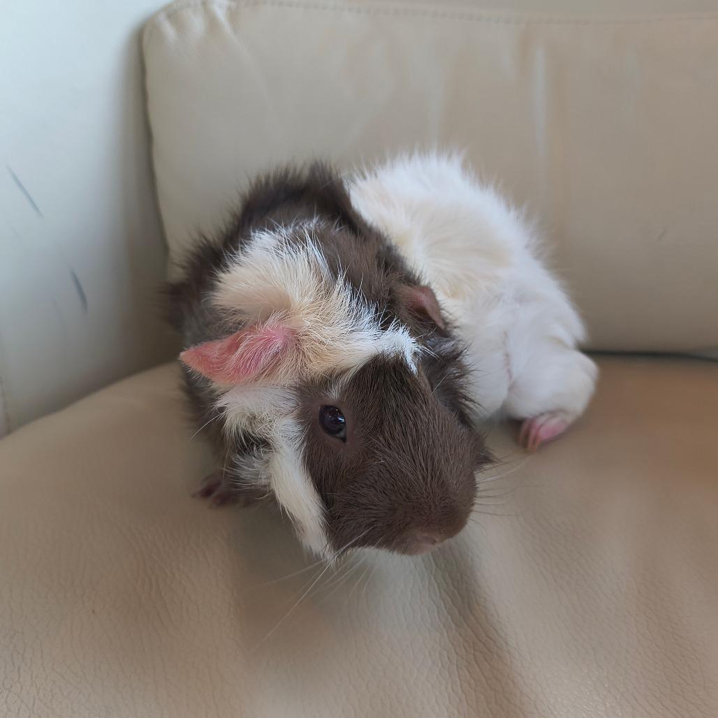 Cookie, Adoptable, Young Male Guinea Pig.