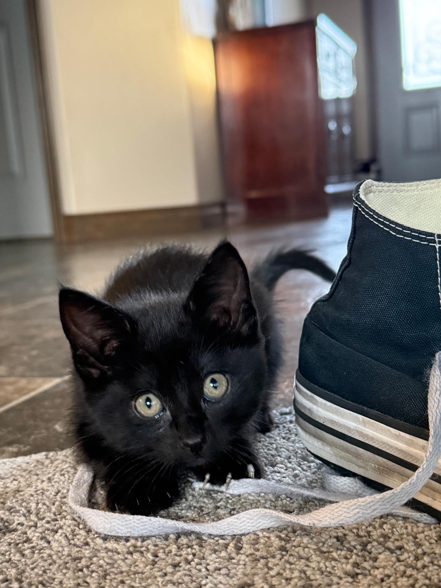 Enlarge Stormy, a ADOPTABLE Domestic Short Hair in Pasco, WA image 2/2