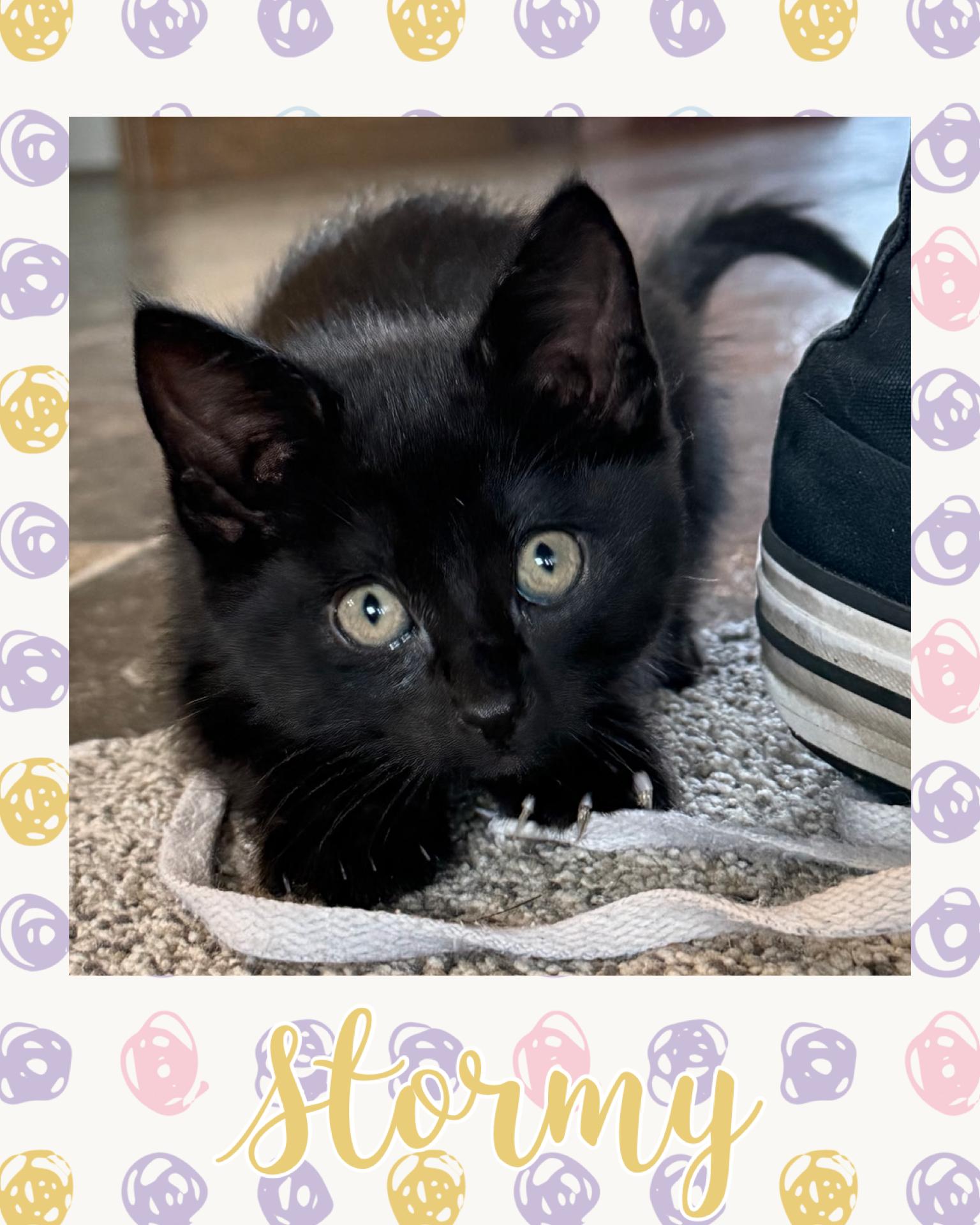 Stormy, ADOPTABLE, Kitten Female Domestic Short Hair.