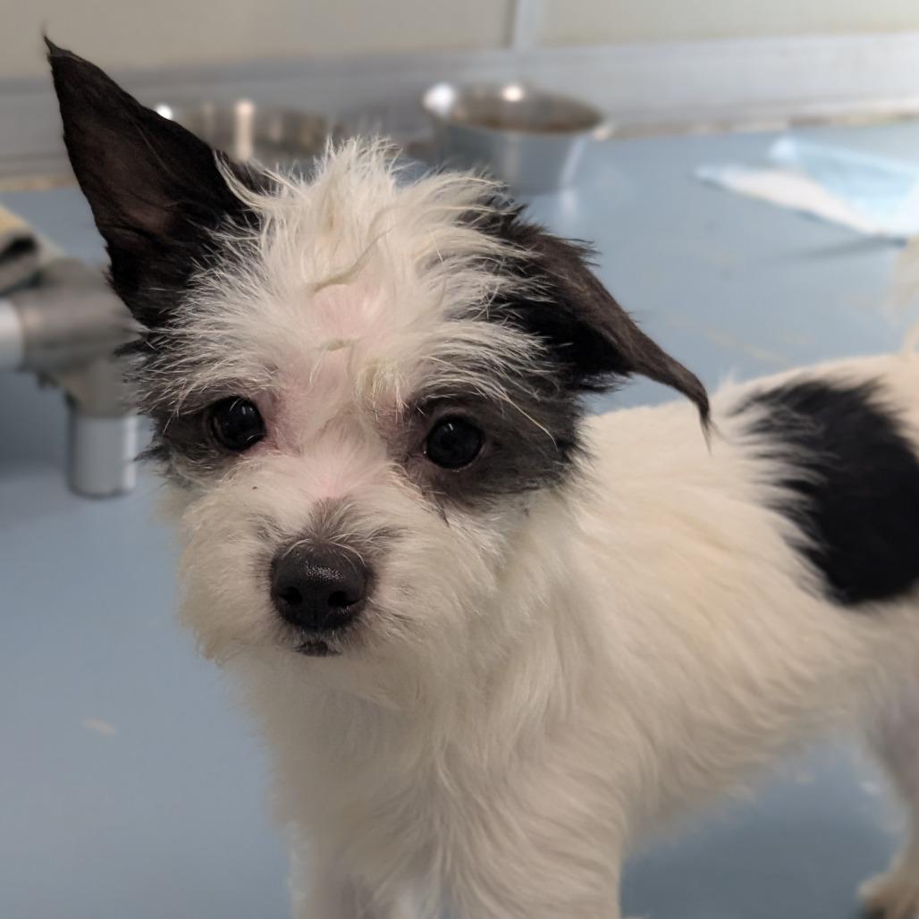 Maybelle — thumbnail 2