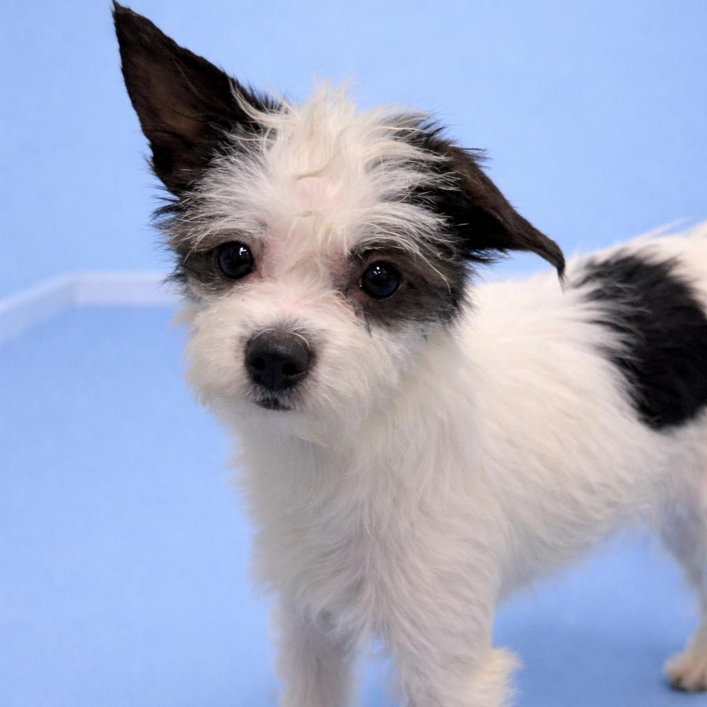 Maybelle — thumbnail 3