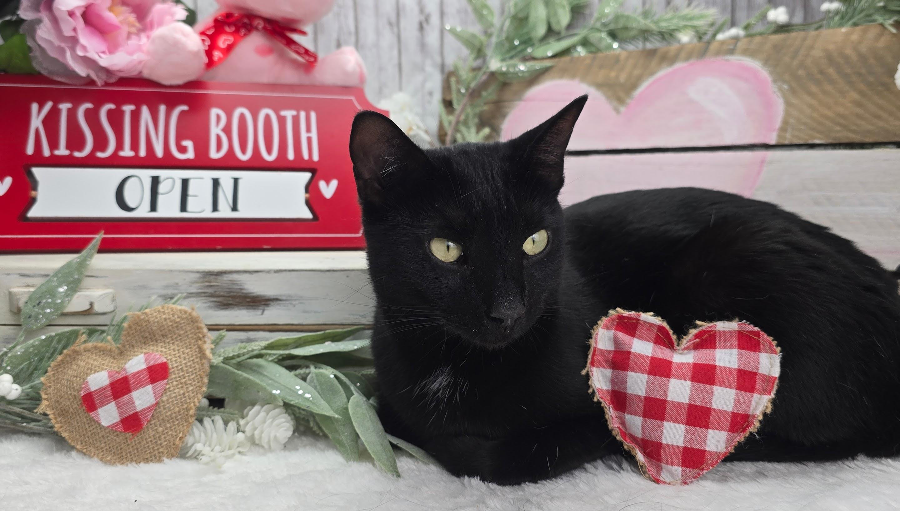 Enlarge Maya - The Gentle Charmer, a Adoptable Domestic Short Hair in Parsippany, NJ image 5/5