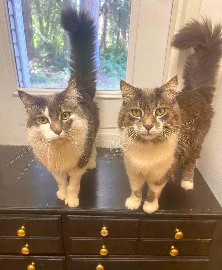 Finnegan, Adoptable, Adult Male Domestic Long Hair.
