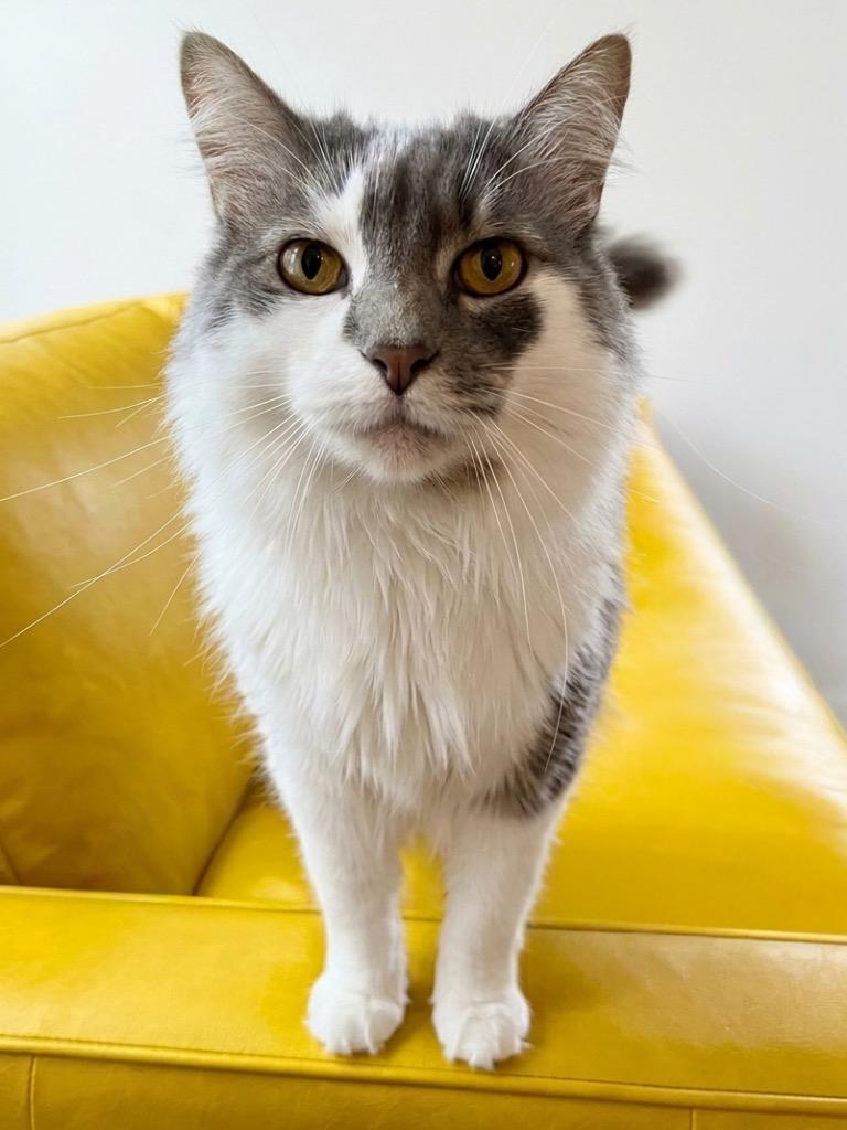 Enlarge Finnegan, a Adoptable Domestic Long Hair in Vashon, WA image 2/2