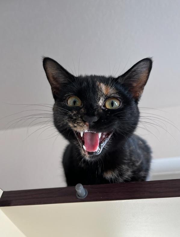 Souly, an adopted mixed breed in Buena Vista, CO image 3/4