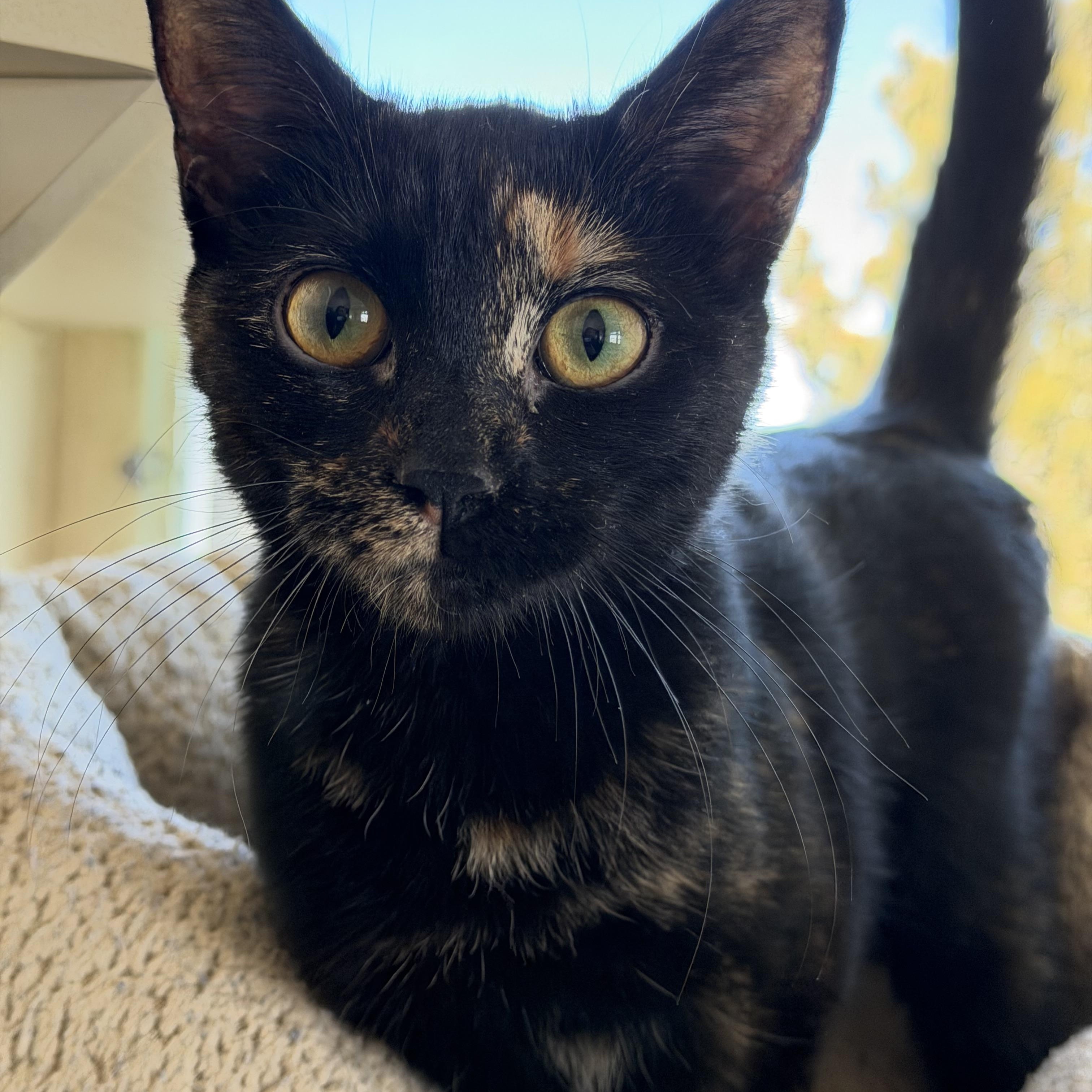 Souly, an adopted mixed breed in Buena Vista, CO image 1/4