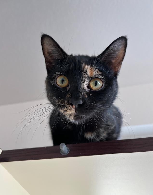 Souly, an adopted mixed breed in Buena Vista, CO image 2/4