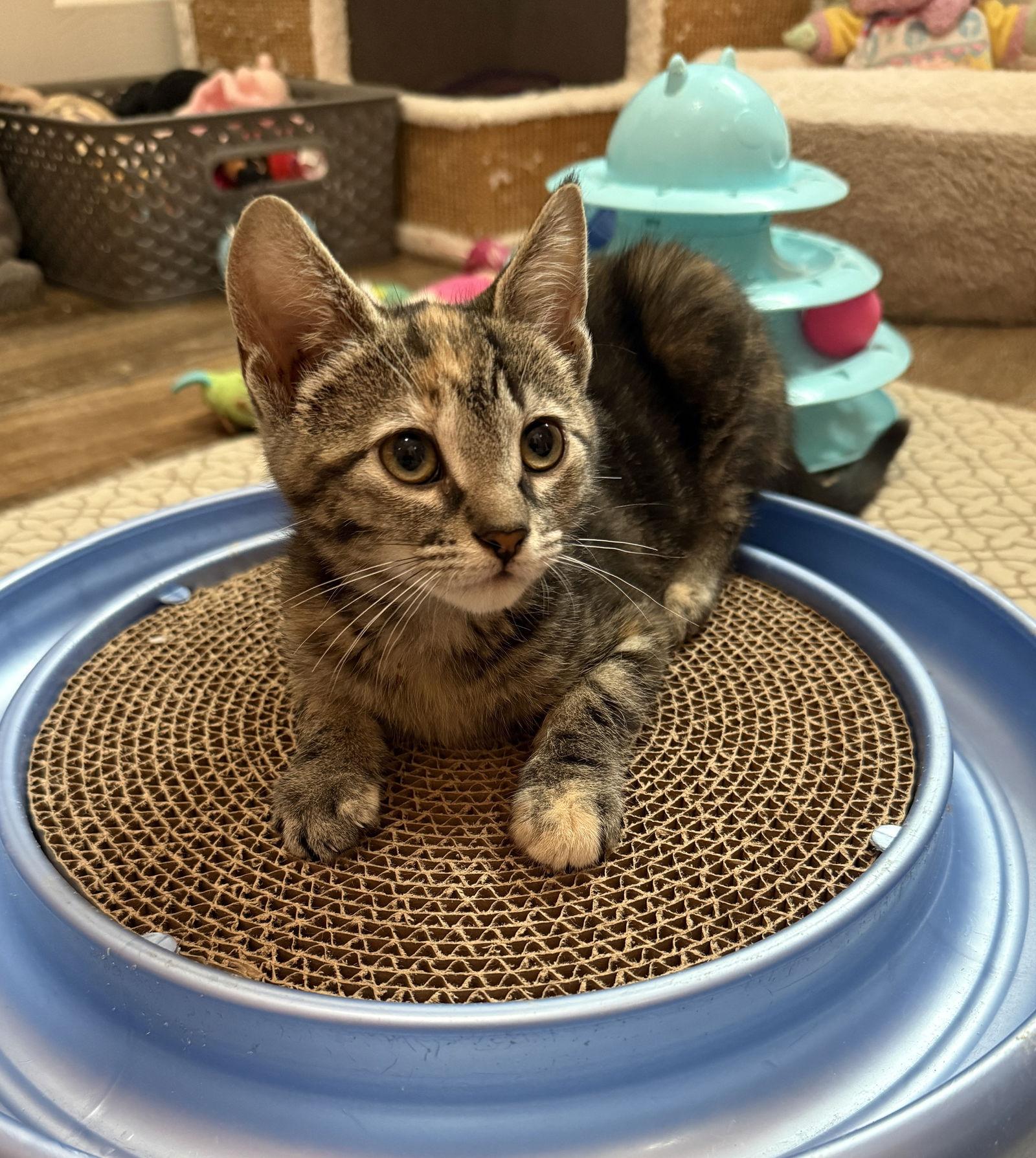 Giulia, Adopted, Kitten Female Domestic Short Hair & Torbie.